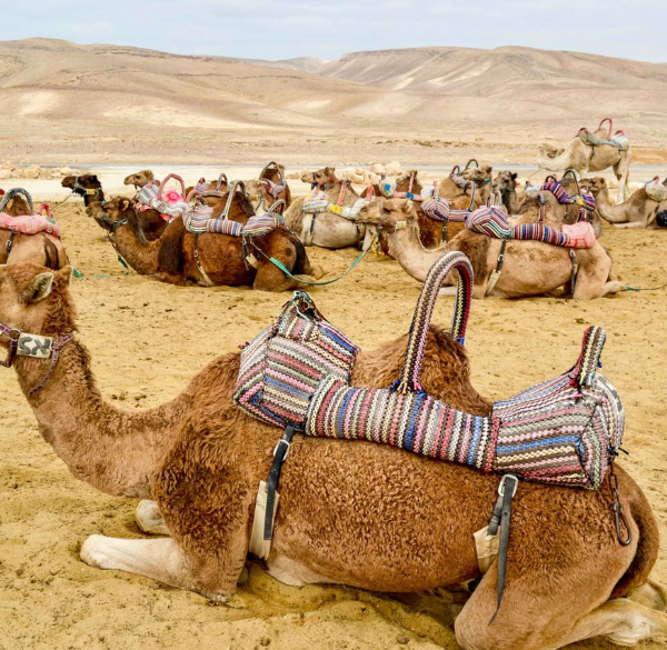 Design sans titre - 2025-07-26T182111.770